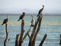 DSC0777 - Version 2  Cormoran africain - Phalacrocorax africanus